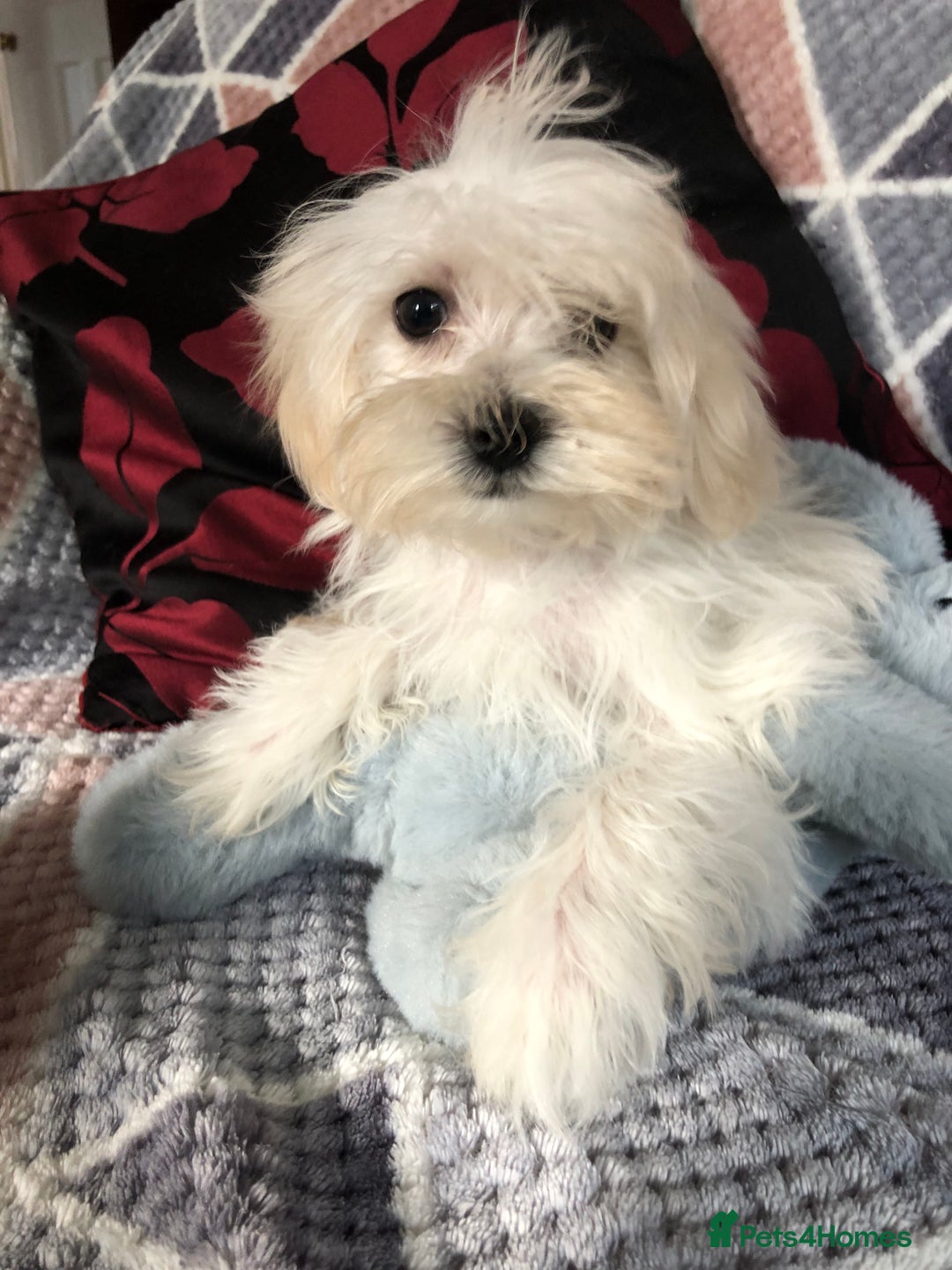 Maltipoo dogs for sale: maltipoo puppies for sale  - Image 8