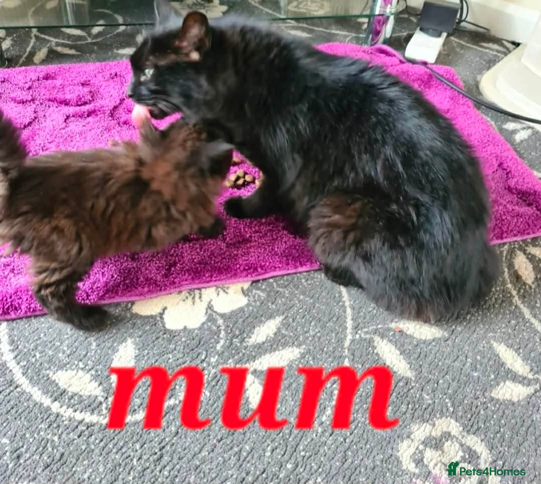 Mixed Breed cats for sale: Two beautiful too girl kittens ready for new home - Advert 3