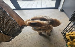 Cockapoo dogs for sale: Teddy / Ted / Tedwyn 🧸   - Image 9