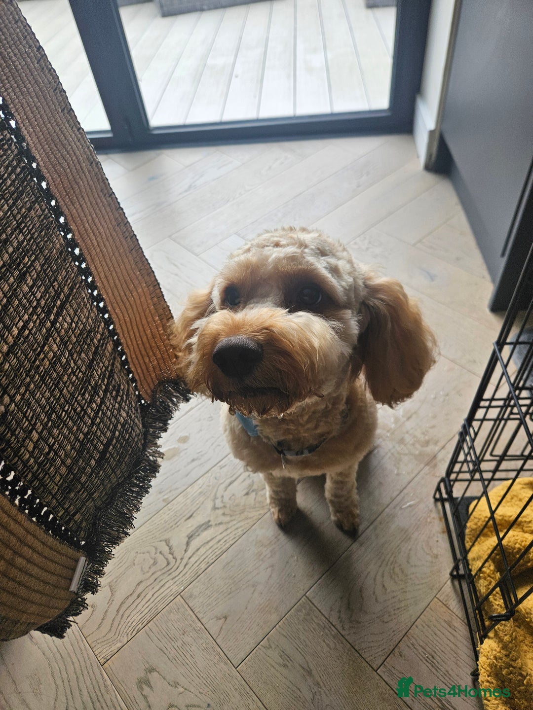 Cockapoo dogs for sale: Teddy / Ted / Tedwyn 🧸   - Image 9