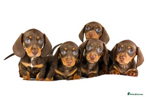 Miniature Dachshund dogs Ready now - Advert 3