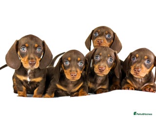 Miniature Dachshund dogs Ready now - Advert 8