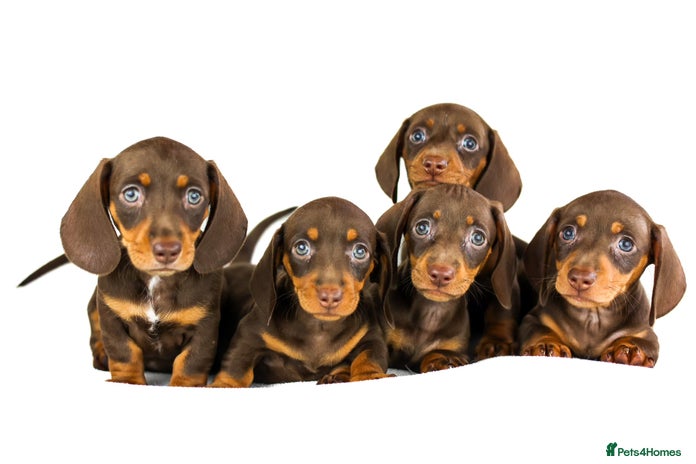 Miniature Dachshund dogs Ready now - Advert 8
