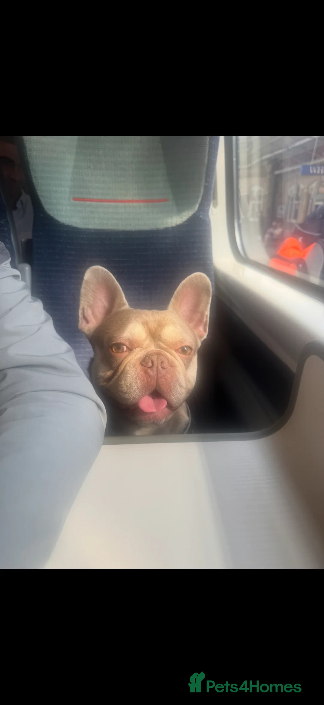 French Bulldog dogs for stud: Tan French bull dog  in Widnes - Advert 1