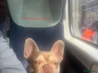 French Bulldog dogs Tan French bull dog - Advert 1