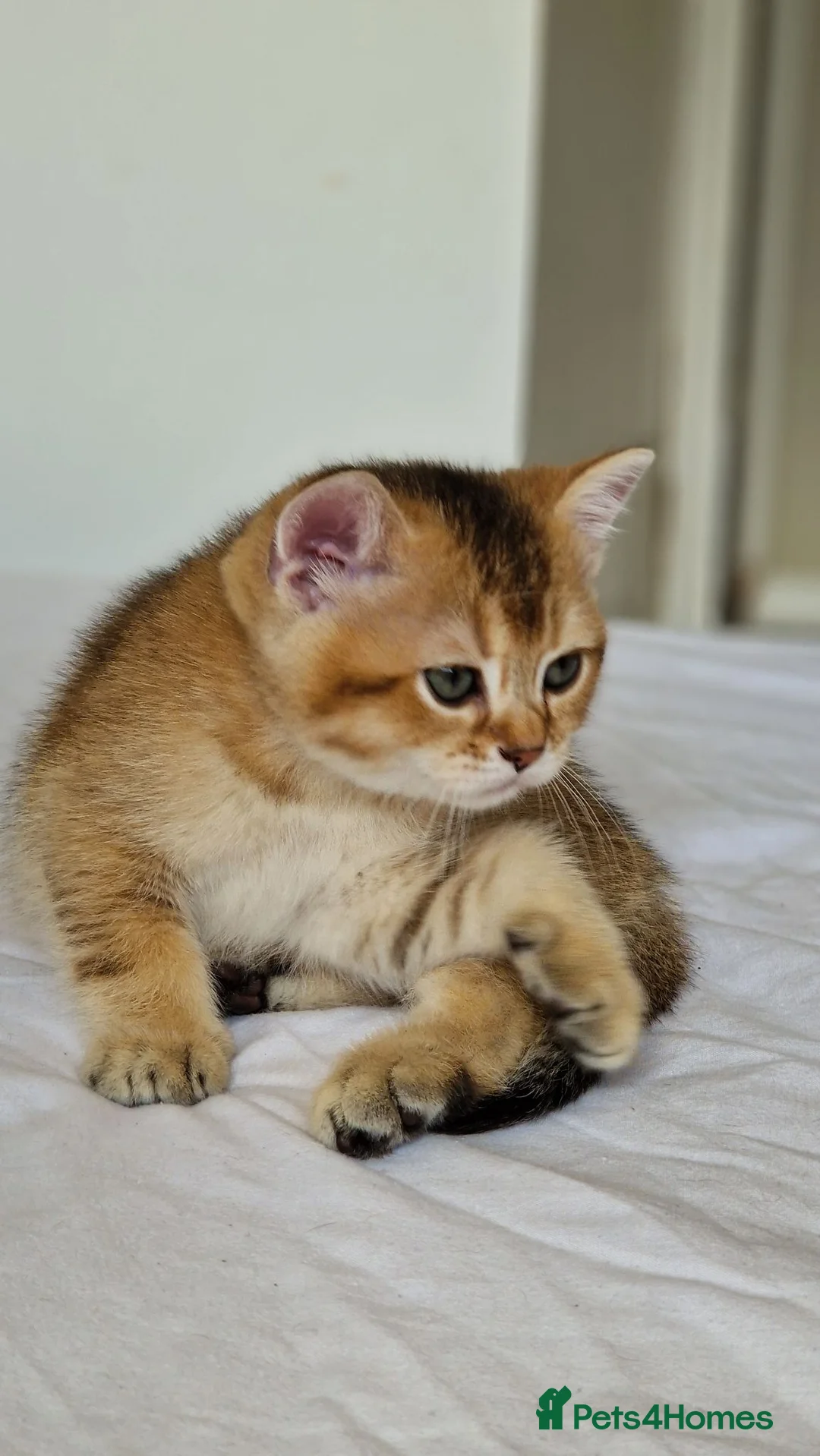 British Shorthair cats for sale: Last 1 BSH amazing boy from champion line  - Advert 2
