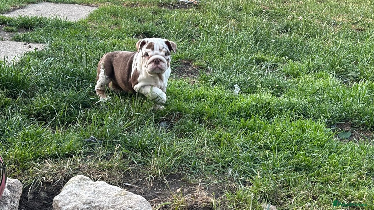 English Bulldog dogs Beautiful bulldog girl puppy  - Advert 7