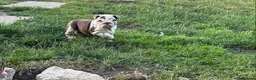 English Bulldog dogs for sale: Beautiful bulldog girl puppy  - Advert 1