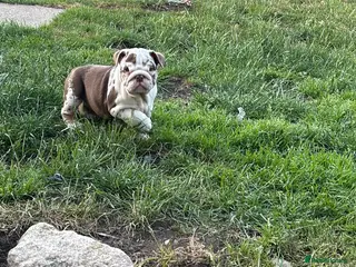English Bulldog dogs Beautiful bulldog girl puppy - Advert 7