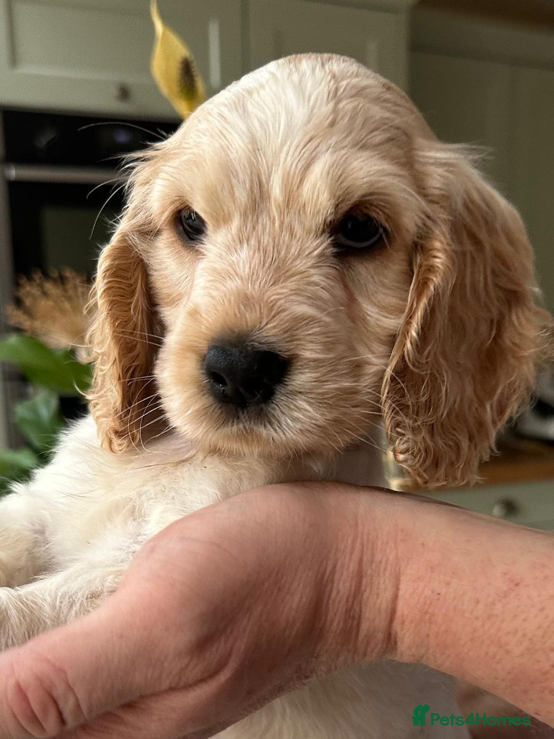Cocker Spaniel dogs for sale: 4 Beautiful Puppies. KC Sable Show Cocker Puppies  - Image 7