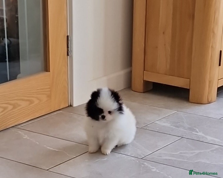 Mixed Breed dogs 3/4 Pomeranian x 1/4 pekingnese boys only left - Advert 19