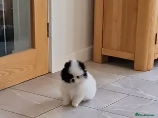 Mixed Breed dogs 3/4 Pomeranian x 1/4 pekingnese boys only left - Advert 19