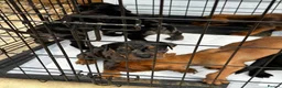 Mixed Breed dogs for sale: CANE CORSO X ROTTWEILER  - Advert 8