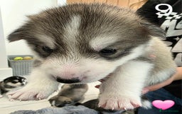 Siberian Husky dogs for sale: Siberian Husky Puppies - Image 19