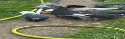Pigeons birds for sale: Racing pigeons and other  - Advert 5