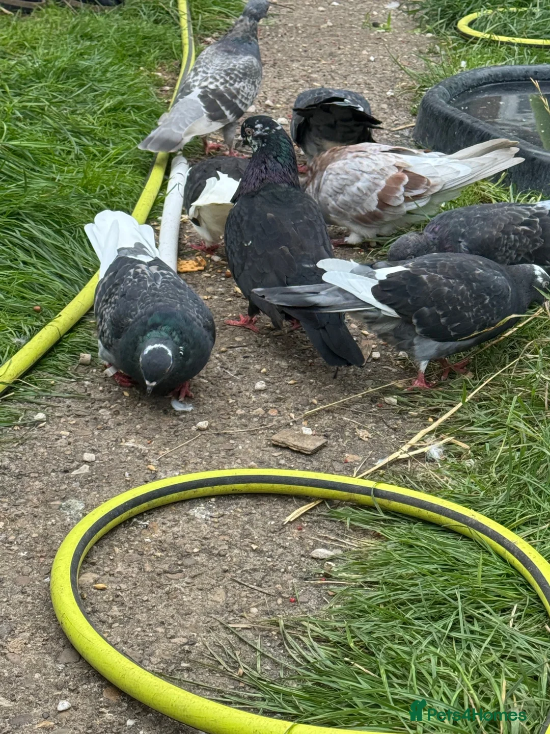 Pigeons birds for sale: Racing pigeons and other  - Advert 5