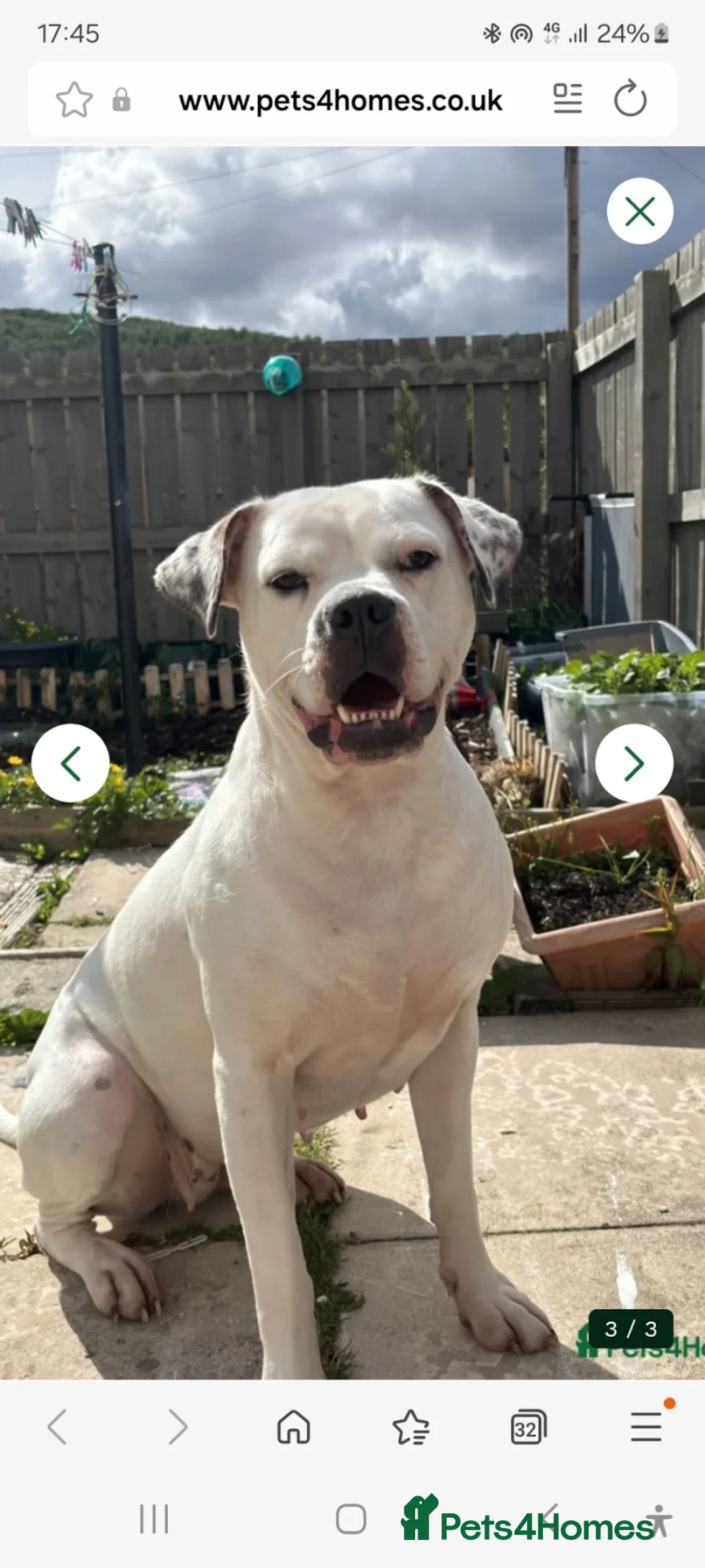 American Bulldog dogs for stud: Stunning American Bulldog for stud - Advert 2