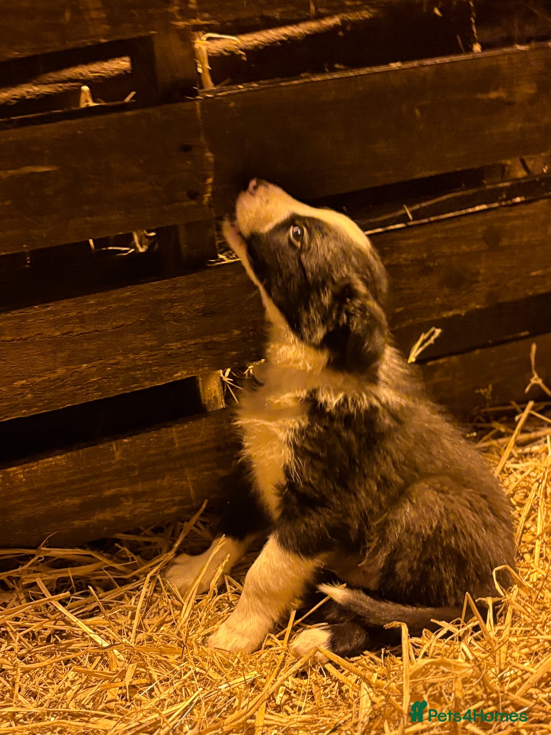 Border Collie dogs for sale: Collie pups  - Advert 3
