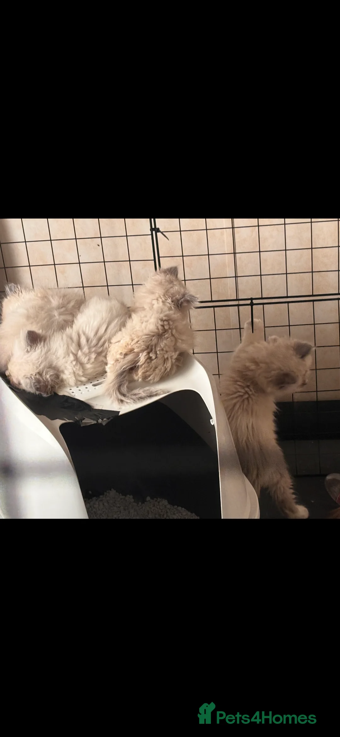 Ragdoll cats for sale: Beautiful Ragdols  - Advert 3