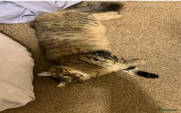 Mixed Breed cats for sale: 4 Tabby kittens looking for their forever home  - Image 6