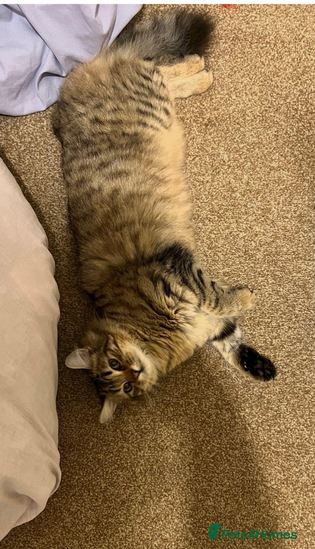 Mixed Breed cats for sale: 4 Tabby kittens looking for their forever home  - Image 6