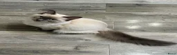 Ragdoll cats for sale: Sweet & Beautiful Blue-Eyed Ragdoll - Advert 5