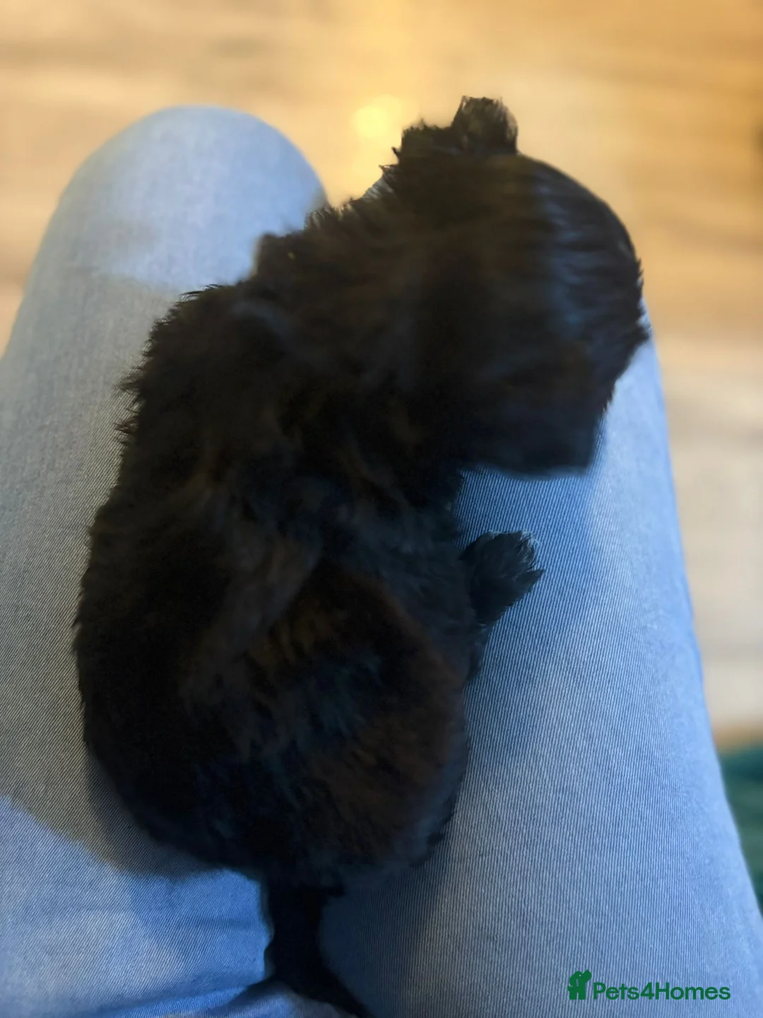 Mixed Breed dogs for sale: Maltipom puppies are now ready for new homes - Advert 30