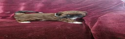 Shih Tzu dogs for sale: royal kennel club registered standard shih tzu pup - Advert 2