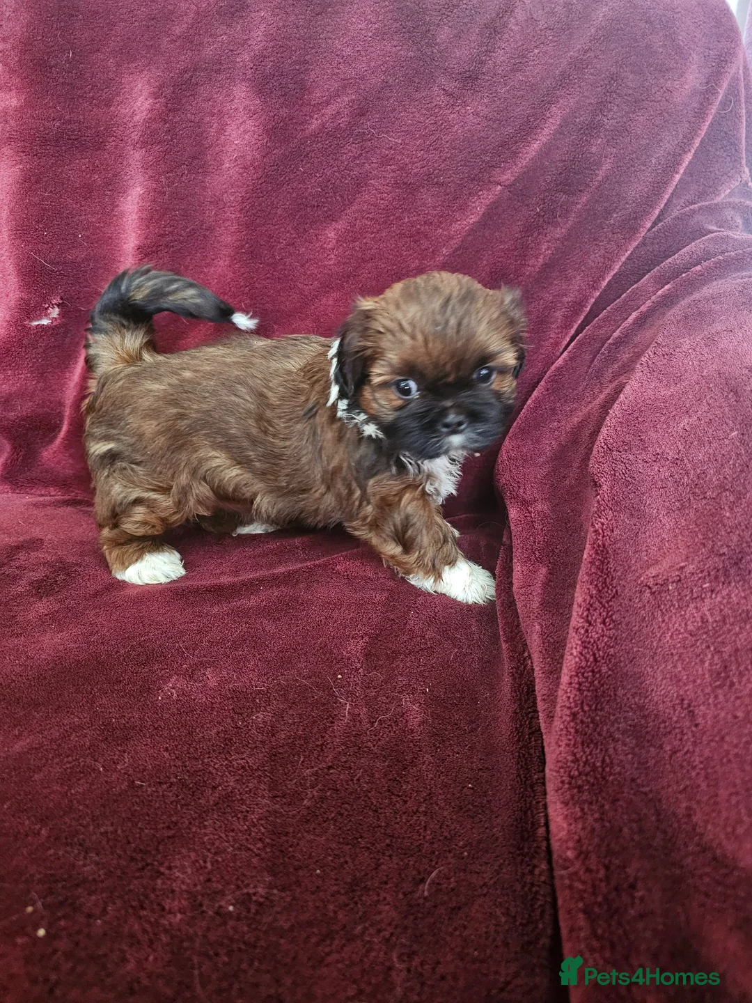 Shih Tzu dogs for sale: royal kennel club registered standard shih tzu pup - Advert 2