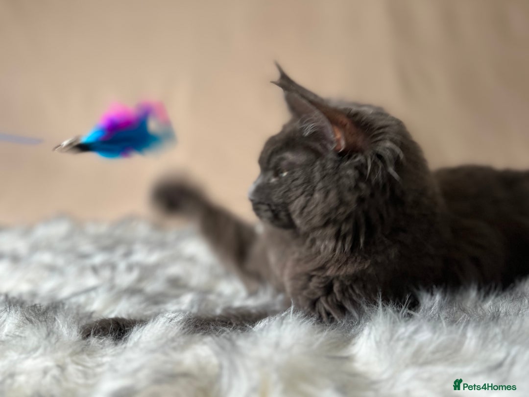 Maine Coon cats for sale: Maine coon kittens blue silver smoke rare colours - Advert 2