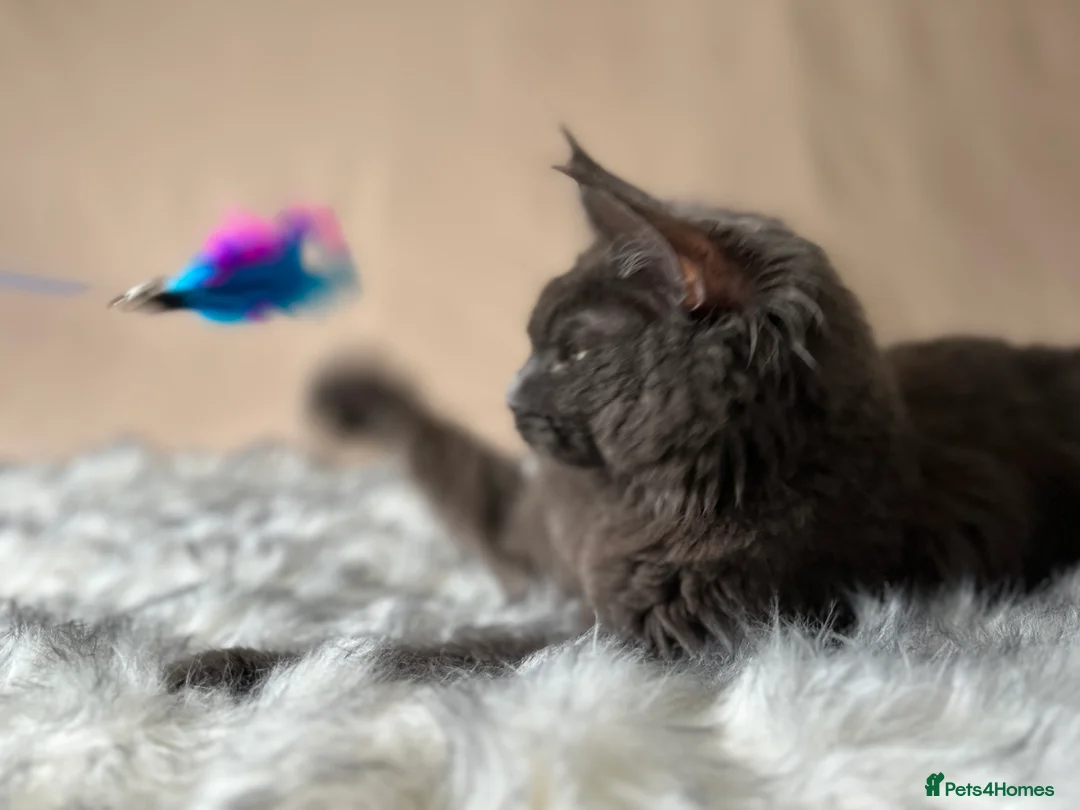 Maine Coon cats for sale: Maine coon last blue girl available 💜 - Advert 12
