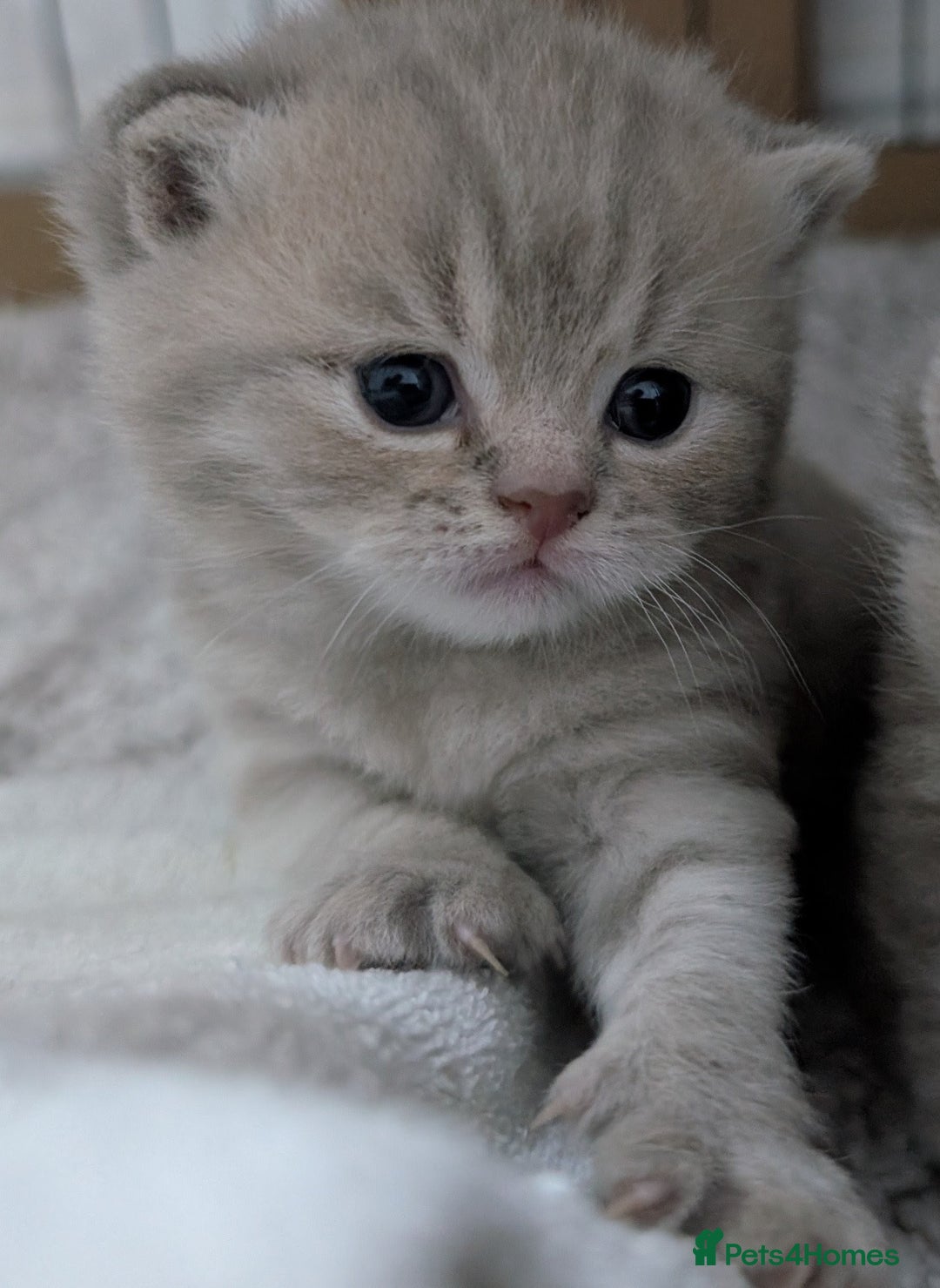 British Shorthair cats for sale: British Shorthair Kittens GCCF Pedigree Registered - Advert 2