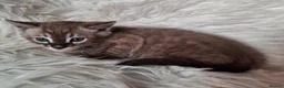 Bengal cats for sale: Superbly rosetted Bengals - Advert 3