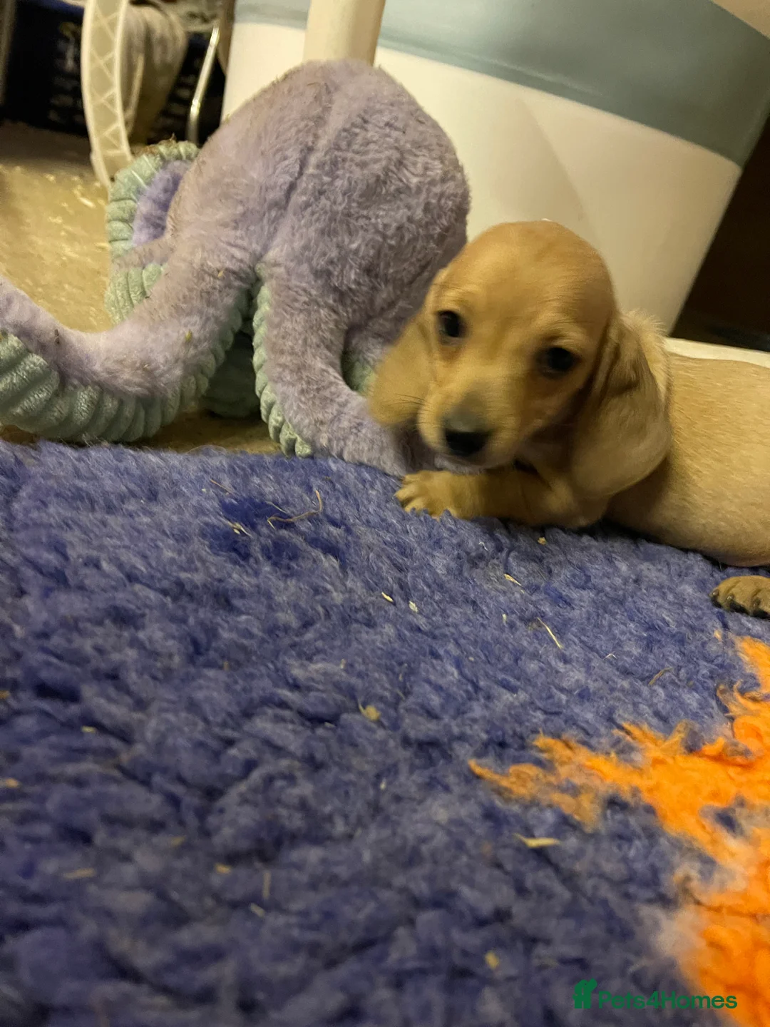 Miniature Dachshund dogs for sale: Pra hereditary clear dachshund pups - Advert 2