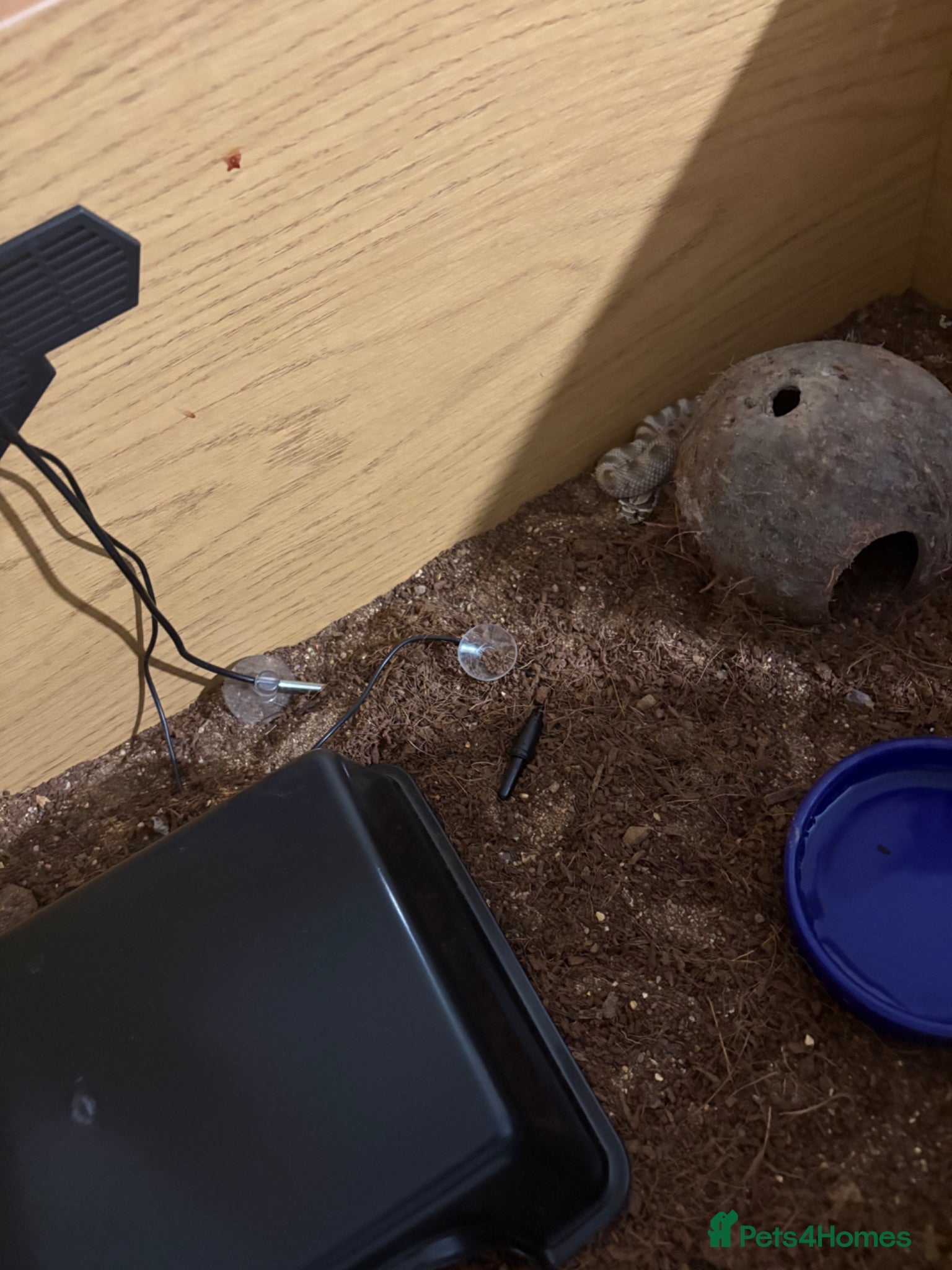 Snake reptiles for sale: Caramel hognose snake  in Scunthorpe - Advert 6