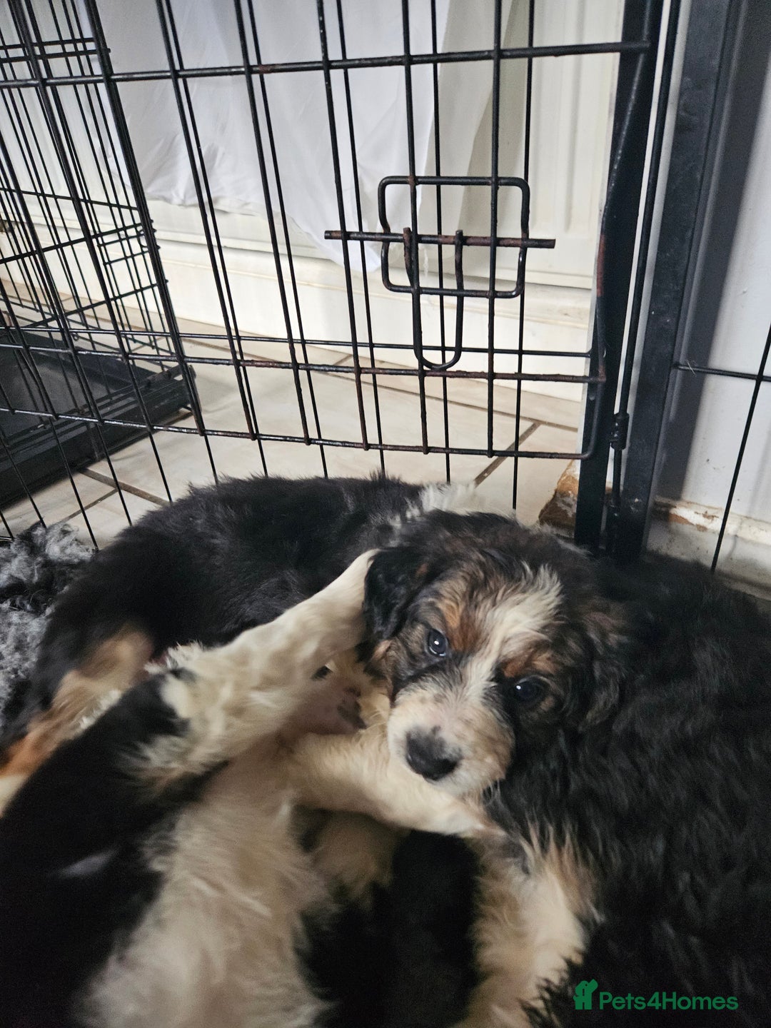 Border Collie dogs for sale: 6 Border collie pups - Advert 6