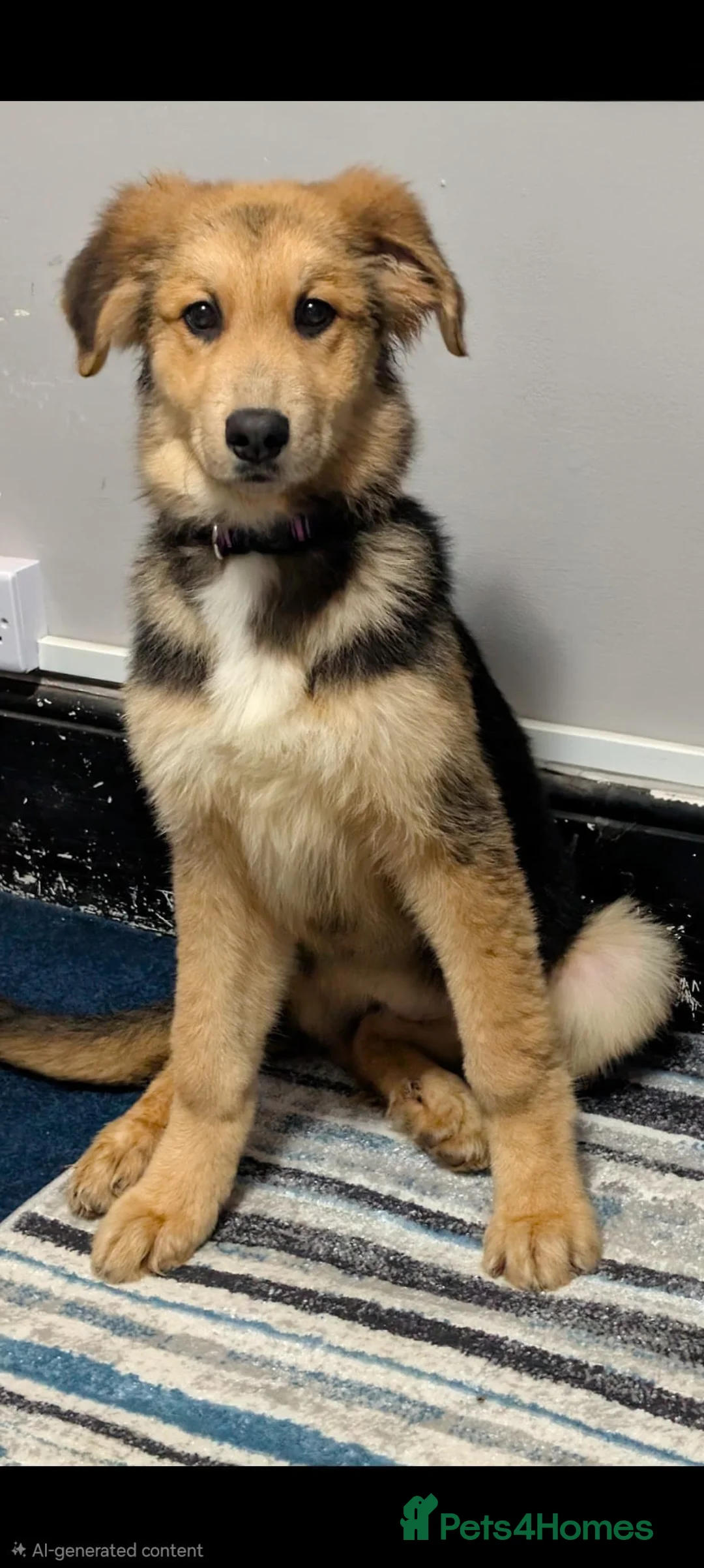 Mixed Breed dogs for sale: St Bernese X white swiss Shepard puppy - Advert 8