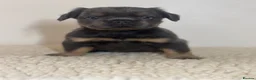 French Bulldog dogs for sale: KC Frenchies  in Uxbridge - Advert 11