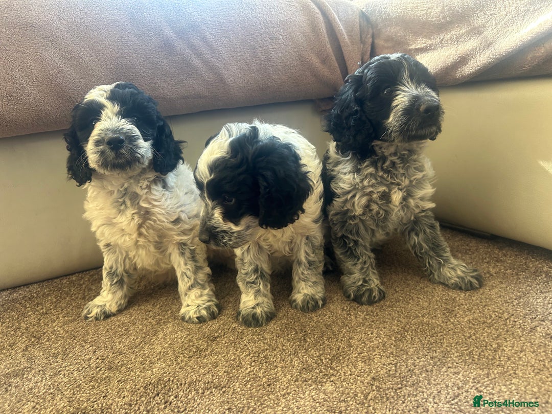 Cockapoo dogs for sale: fabulous cockapoo puppies - Image 10