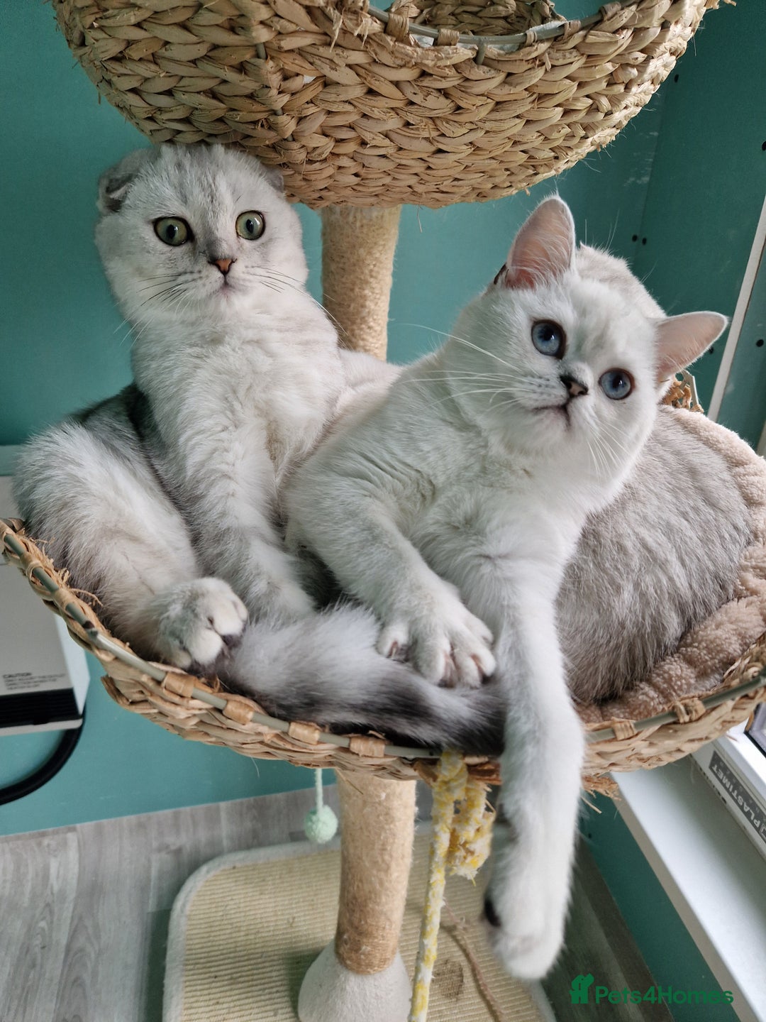 Scottish Fold cats for sale:  Scottish fold kitten looking so a Sweet home💖 - Image 4
