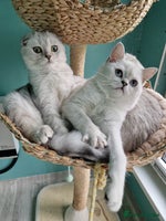 Scottish Fold cats - Advert 5