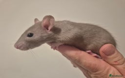 Rat rodents for sale: Various rat - Image 2