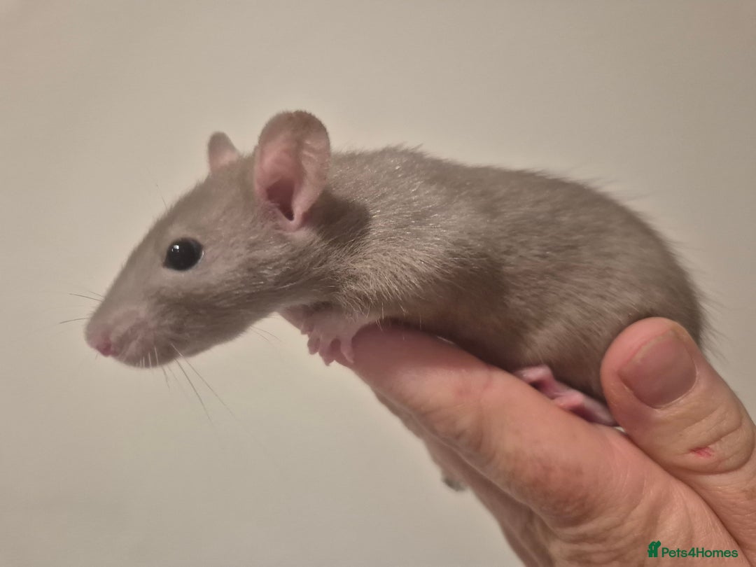 Rat rodents for sale: Various rat - Image 2