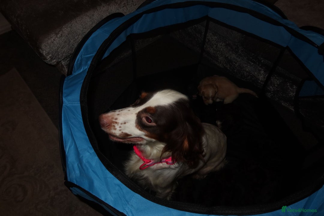 Cockapoo dogs for sale: Beautiful Cockapoo pups - Image 3