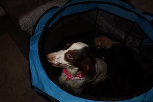 Cockapoo dogs - Advert 10