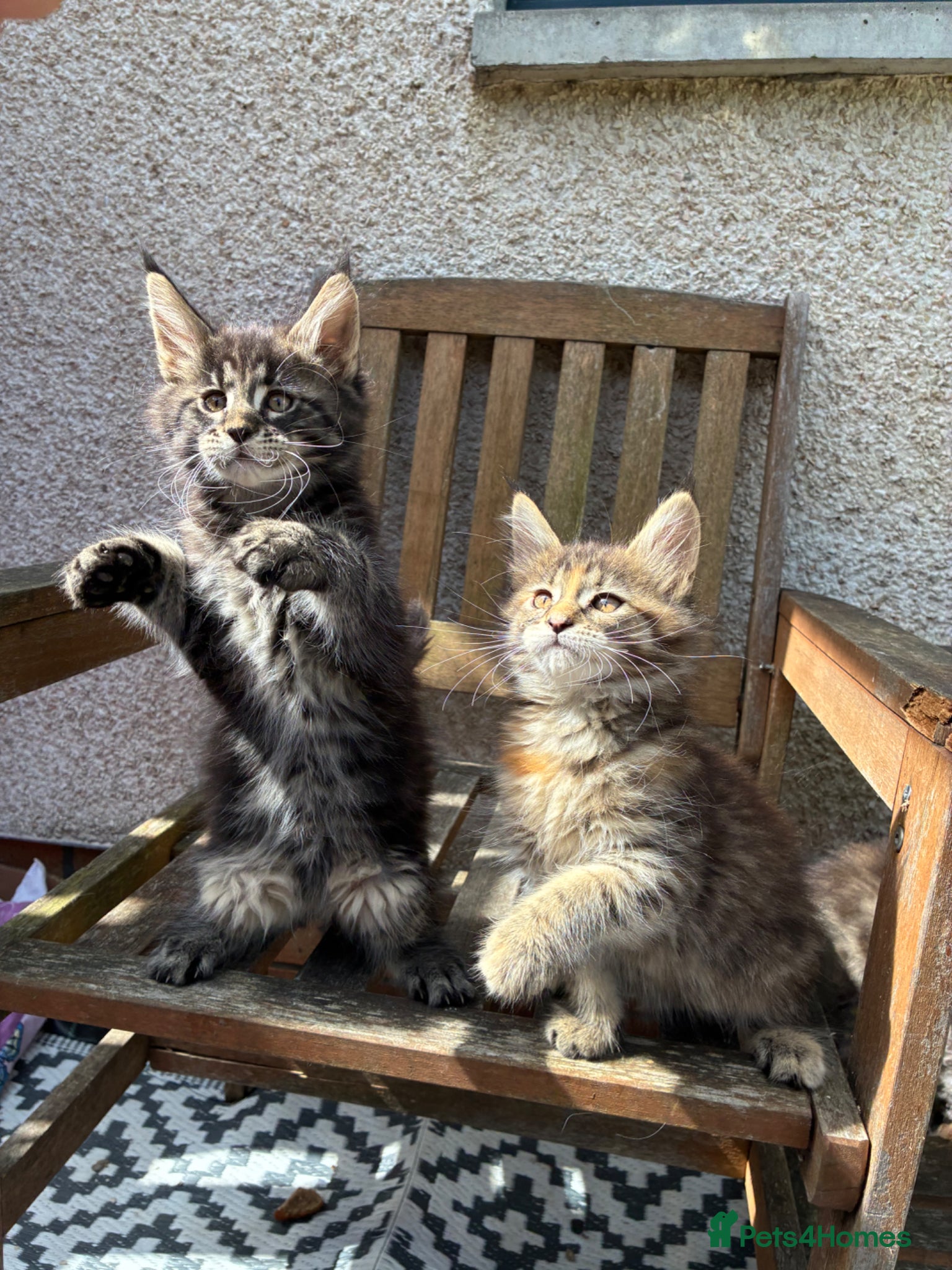 Maine Coon cats Maine coon kittens  - Advert 6