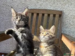 Maine Coon cats Maine coon kittens - Advert 16
