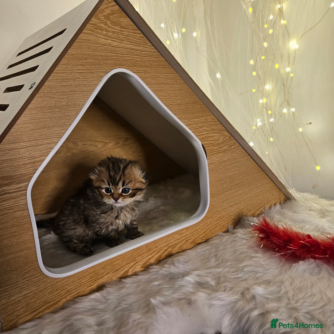 Scottish Fold cats for sale: TICA Scottish fold show quilty kittenss london  - Advert 6