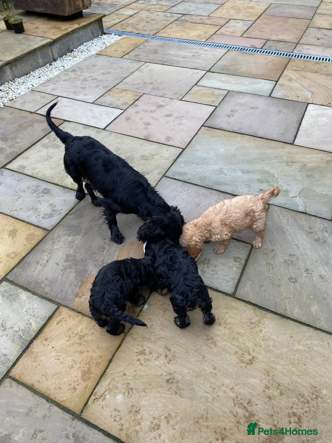 Cockapoo dogs for sale: Cockapoo pups for sale - Advert 1