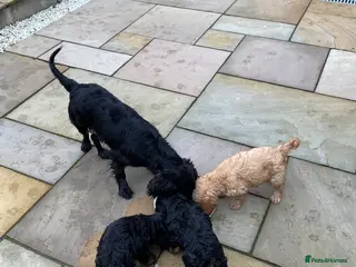 Cockapoo dogs Cockapoo pups for sale - Advert 12